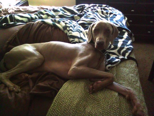 Panzer from Riverside